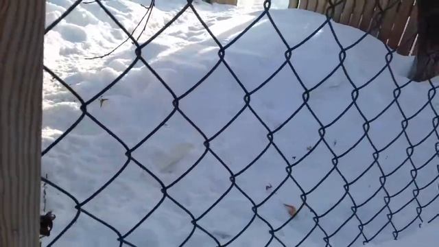 Когда собака тебя не слышит смотреть онлайн