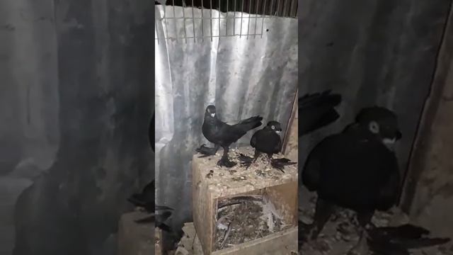 Бухарские голуби Жуки #kabutar#pigeon