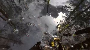 Что там внутри болота?