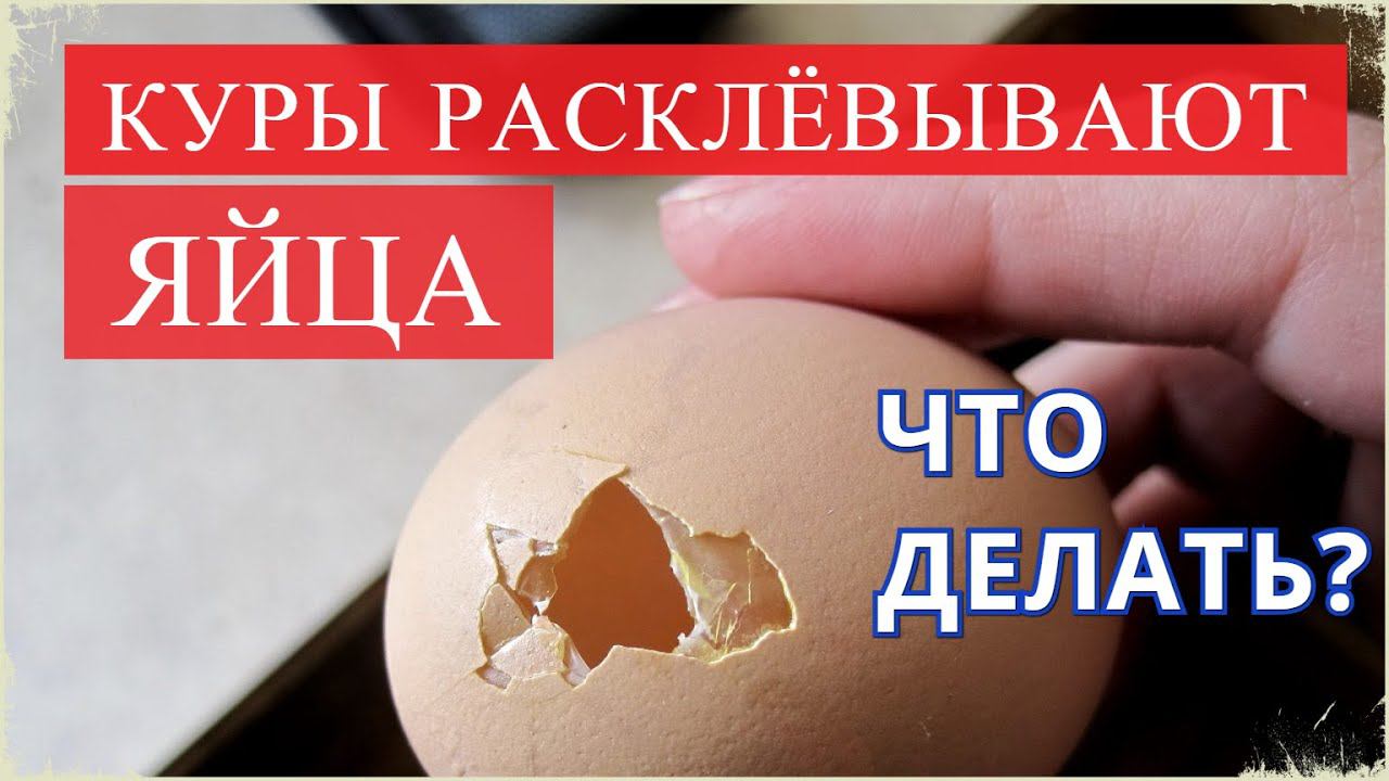 Куры РАСКЛЁВЫВАЮТ ЯЙЦА, что делать!