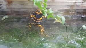 Красивые лягушки - древолазы.