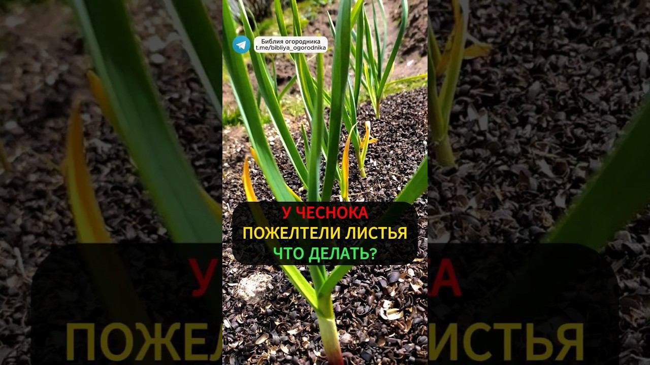 Что делать если у чеснока пожелтели листья? Проверенный метод! #чеснок #лук #огород #дача #урожай
