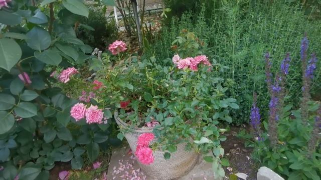 В саду у подружки Лены цветут розы, лаванда, бакопа и черноголовка. 15.06.2022 г. Пятигорск. смотреть онлайн