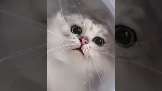 1 миллион просмотров - Мой невозмутимый котька. Срочно Поделись и Смотри Дальше... ?