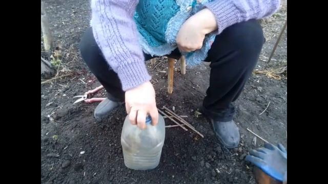 как я укореняю черенки гортензии весной смотреть онлайн