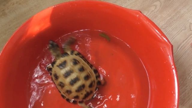 КОТЕНОК/ МОРСКИЕ СВИНКИ/ ШИНШИЛЛЫ И ЧЕРЕПАХА смотреть онлайн