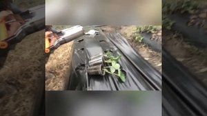 Как посадить клубнику на бугры.
