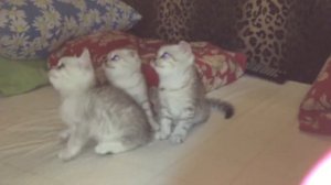 Три чудо шотландских котенка! Scottish fold and straight kittens