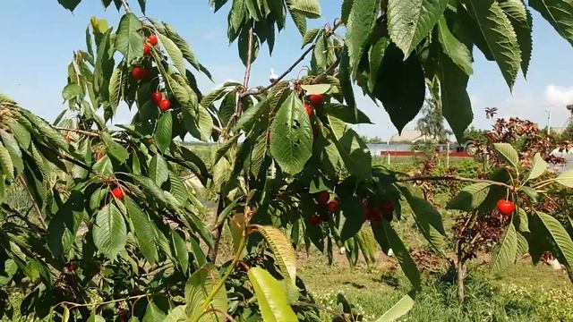 Калининградский сад. Черешня.