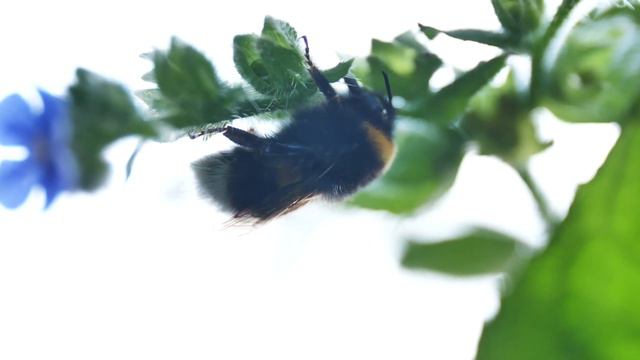 An Amalgamation Waltz 1839 - Joep Beving смотреть онлайн