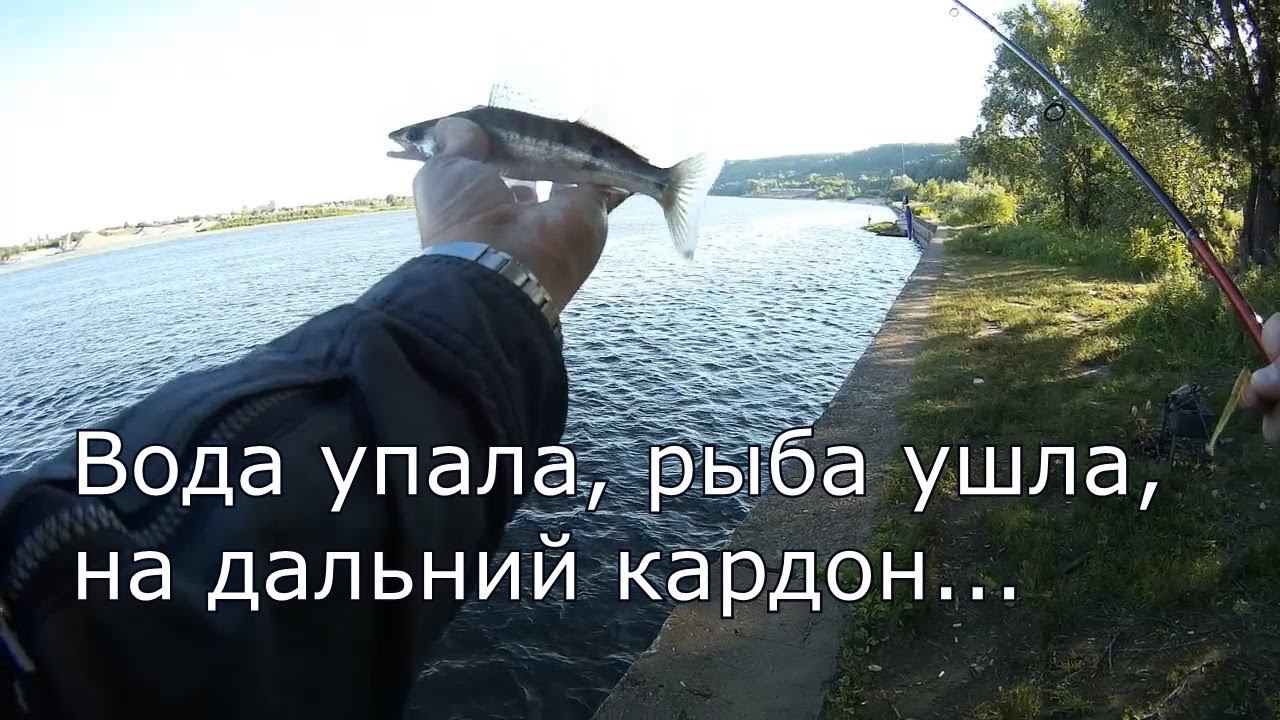 Рыбы я ухожу. Вся рыба ушла на. Тут рыбы нет. Анимация рыбы в воде. Глубина гиф.