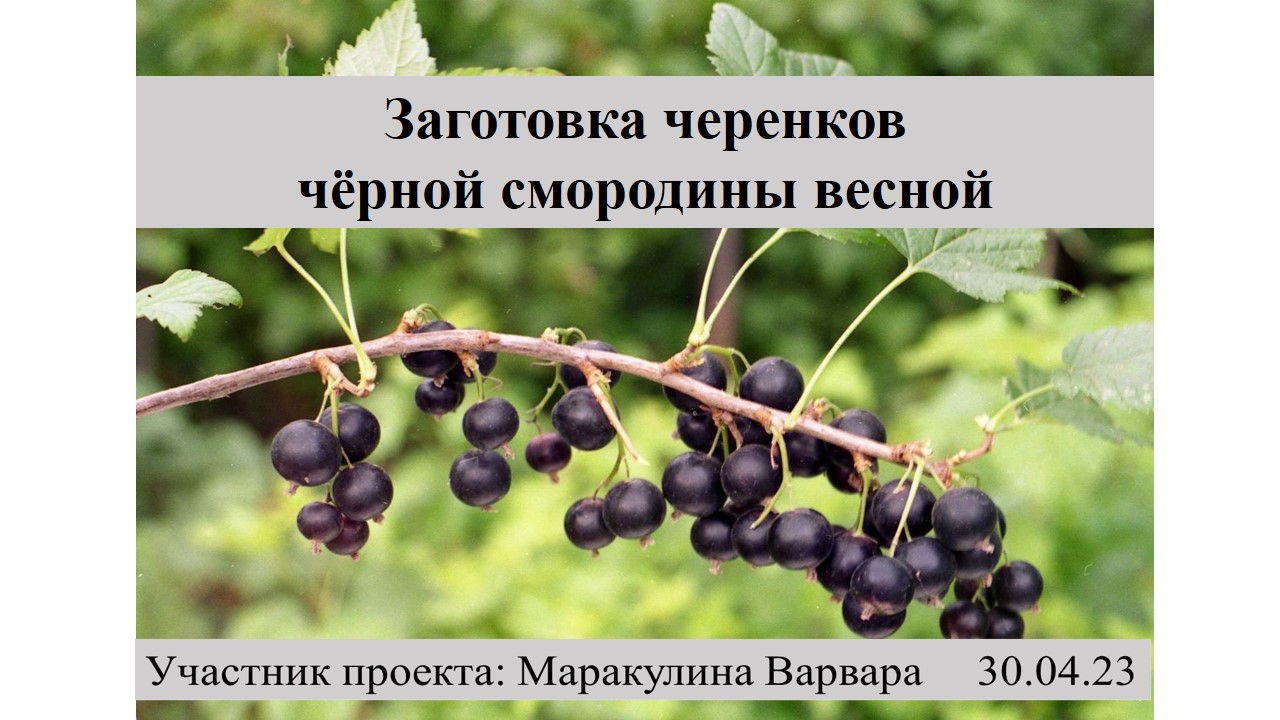 Заготовка черенков чёрной смородины весной