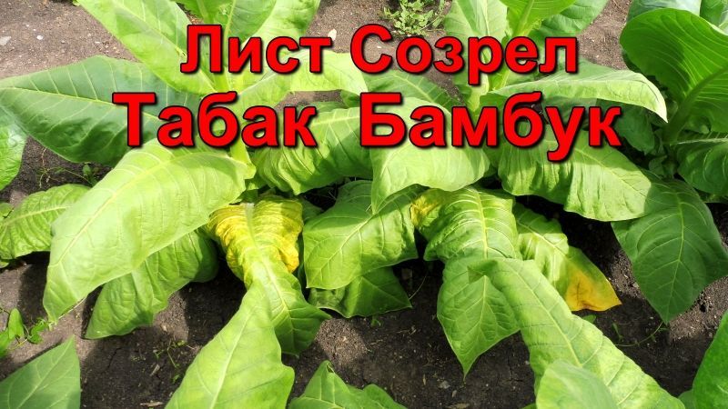 Сколько дней нужно для вызревания табачного листа