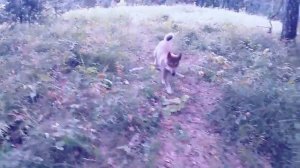 Западно-сибирская охотничья лайка. Воспитание, содержание, обучение. 1 Серия. 5 Месяцев.