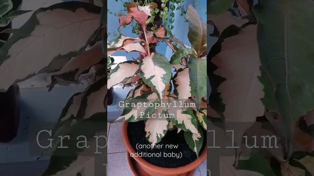 GRAPTOPHYLLUM PICTUM l Mini Garden #shorts