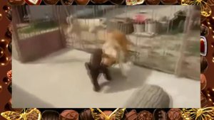 Собачьи бои Бой медвежонка и собаки
