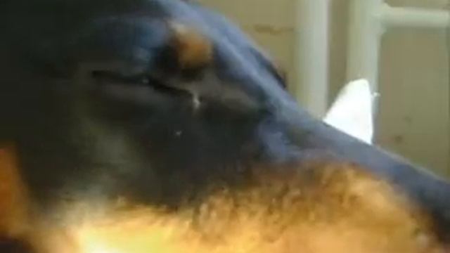 Таксячий сон (смешно) смотреть онлайн