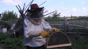 РОЙ ПЧЁЛ В АВГУСТЕ