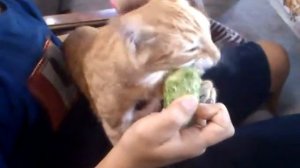 Кот ест огурец