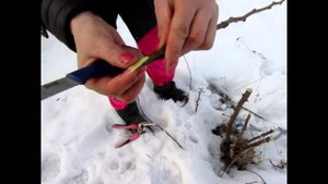 Прививка деревьев в первый раз.