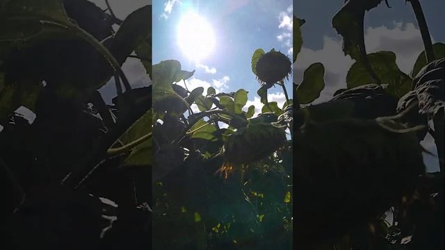 Гибрид подсолнечника НСХ6008 и Остин смотреть онлайн