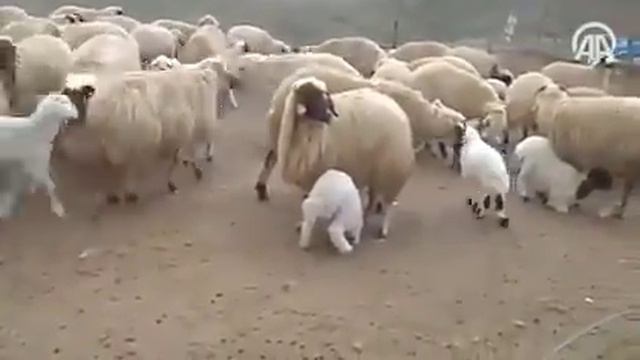 Удивительная картина. Встреча маленьких ягнят с их матерями, после их возвращения с пастбища. смотреть онлайн