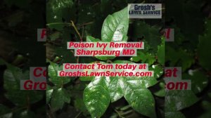 Poison Ivy Sharpsburg MD Landscaping Contractor Washington County Maryland