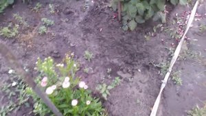 Груша Северянка. Сбор плодов и прогулка по саду.