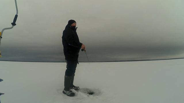 Ловля окуня на Рыбинском море на балансиры. Крупный окунь на Рыбинке зимой. Рыбалка 2021