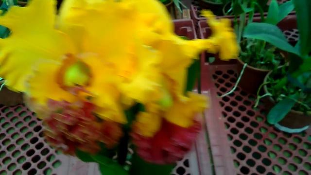 Orquídea cattleya blc angikantana x chunyeah 17 adulta - orquídeas e afins смотреть онлайн