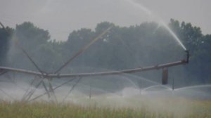 Farmer watering the corn crop.