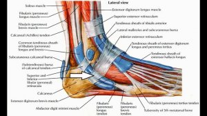 Длинная малоберцовая мышца Musculus peroneus longus