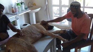 #Жесть | Собака заражена личинкой мухи. Африка.