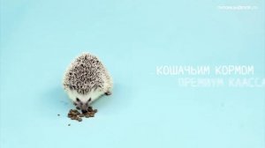 6 фактов о ежах