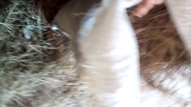 Сено для кроликов смотреть онлайн