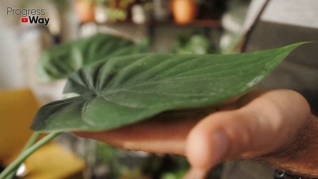 Все Цветы Обожают Эту Простую Подкормку! Даже Хилые Зацветают Как Сумасшедшие! Проверенный Рецепт
