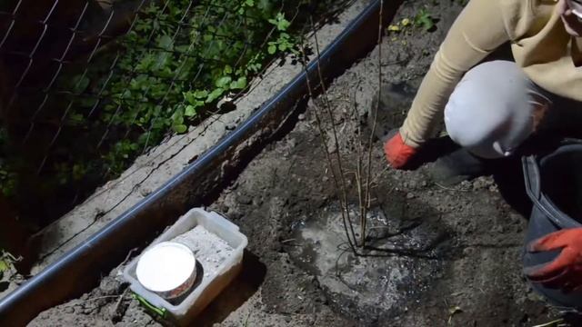 Бирючина/Живая изгородь из бирючины/Посадка бирючины смотреть онлайн