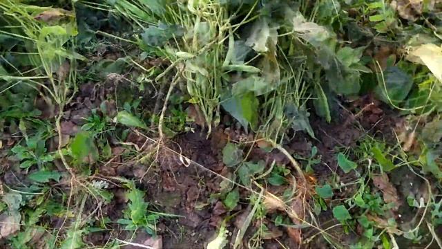 Посадил красную фасоль из Ашана. Мое мнение и сбор урожая. смотреть онлайн