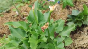 Три способа хранения калл зимой и мои выводы