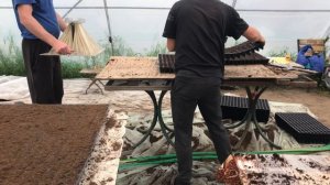 Посев капусты белокочанной в кассеты ,19мая 2021 г.