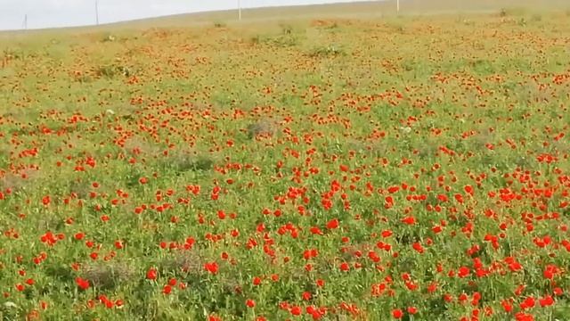 Пчеловодство , пасека ,зацвел мак,пыльца для пчел и пчеловода смотреть онлайн
