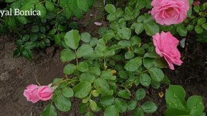 Розовые розы. Рассказываю о сортах