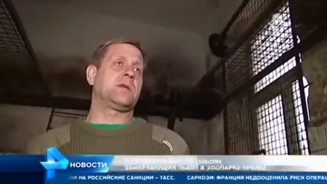 Сотрудники МЧС спасли замерзающих львов в зоопарке Крыма смотреть онлайн