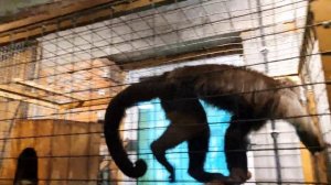 Крокодиловая ферма - Парфентьево (Коломна)