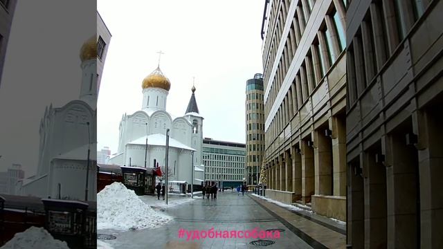 Куда сходить с собакой? АМСТАФФ ЛУЧШАЯ СОБАКА КОМПАНЬОН