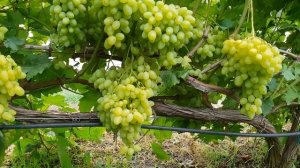 Виноград Кишмиш Долгожданный Обзор сорта на 27.07 ( Grapes Dolgojdanniy)