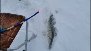 Зимняя рыбалка на Волгоградском водохранилище. Ловля судака зимой на балансир. Идем по навигатору!