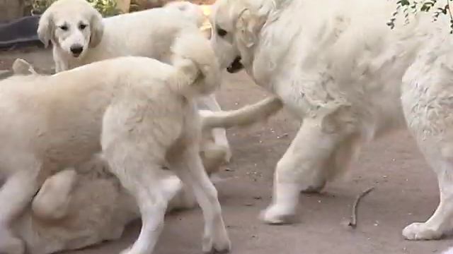 ЗВЕРИ ПИРЕНЕЙСКАЯ ГОРНАЯ СОБАКА смотреть онлайн