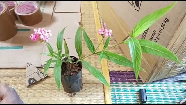 New pentas Plants வளர்ப்பது எப்படி, Pentas Plant available смотреть онлайн