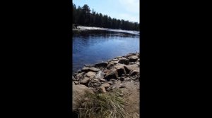 РЫБАЛКА, ГОРБУША, Белое море 2019)